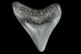 Juvenile Megalodon Tooth - Georgia #83685-1